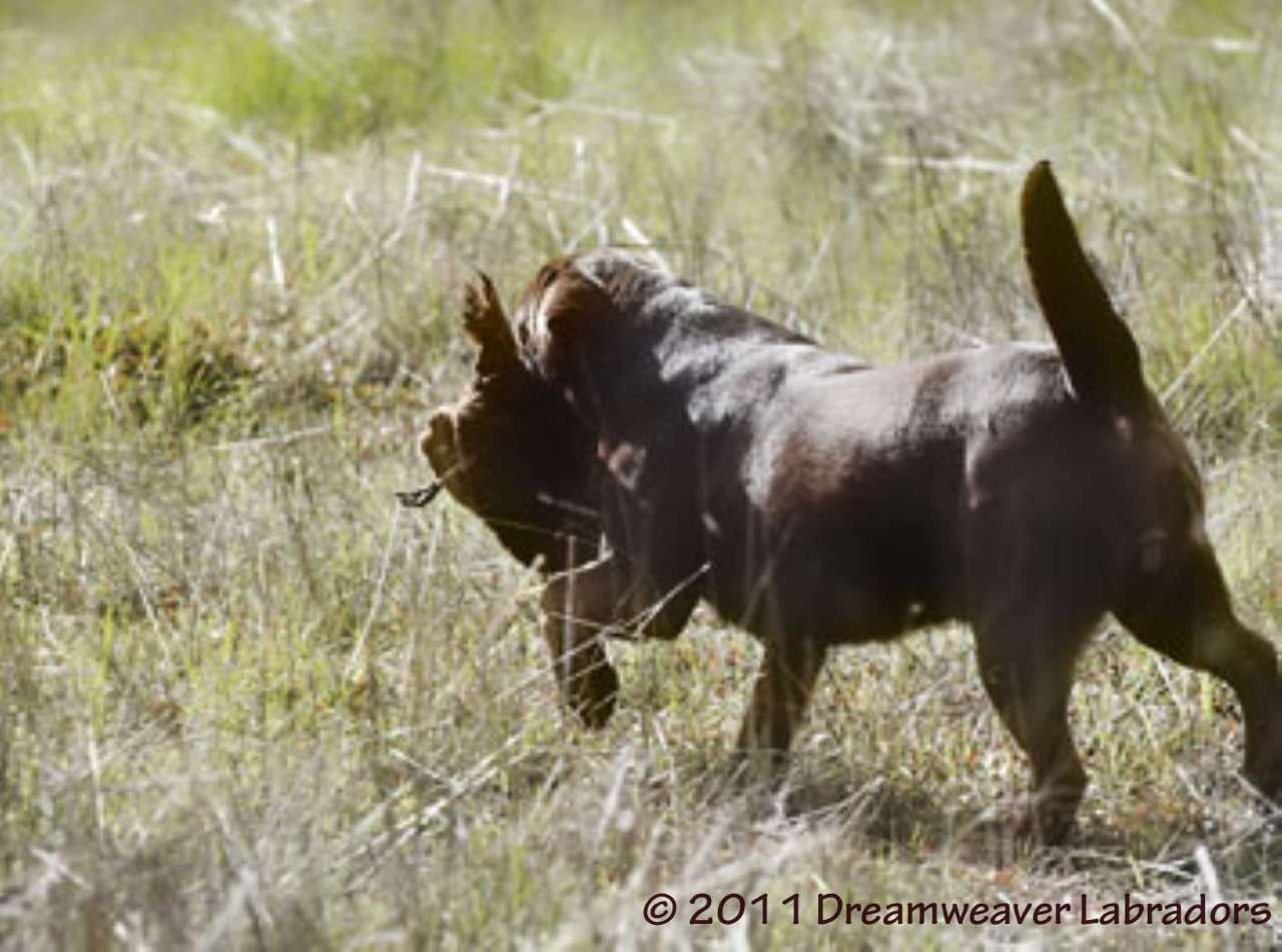 Labrador Retreiver Hunting