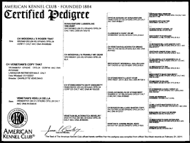 Venetian Copy That Pedigree